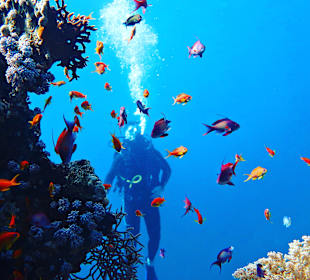 Tauchen Marsa Alam