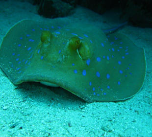 Blaupunktrochen am Hausriff