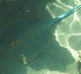 Tauchbasis Wadi Gimal Diving Center Marsa Alam