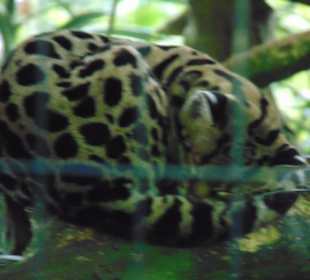 La Paz Waterfall Gardens