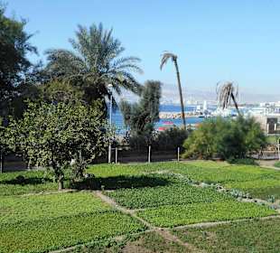 Al-Hafayer Park