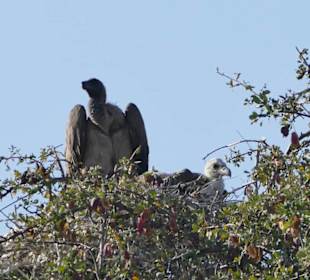 Tierbeobachtung am Boteti