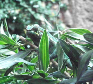 Tropenaquarium Hagenbeck