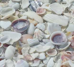 Sanibel Muscheln