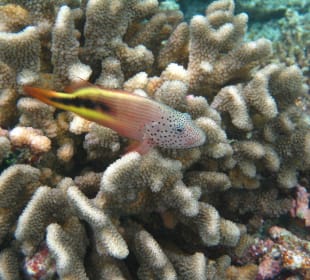 Fisch auf Koralle