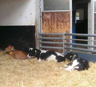 Kälbchen am Hofladen auf dem Weg