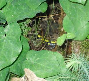Versteckter Feuersalamander