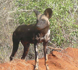 Wildhunde im Tsavo National Park