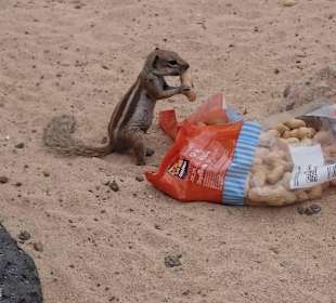 Atlashörnchen bei der Arbeit