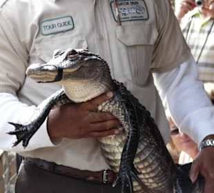 Vorsorglich wird ihm die Schnauze gebunden