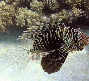 Podwodne życie w Abu Dabab