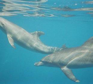 Delfine in der Bucht