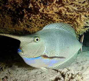 Schnorcheln Makadi Bay