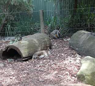 Stadtrundgang Sydney