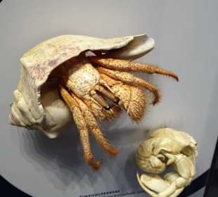 Impressionen aus dem Aquazoo Löbbecke Museum