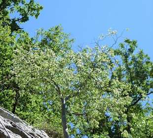 Klettergebiet Mazet-Plage