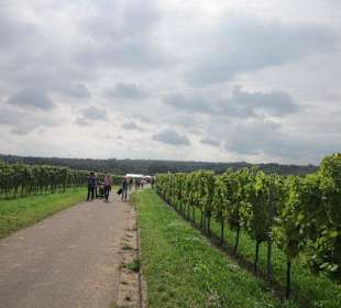 Kulinarische Weinbergswanderung