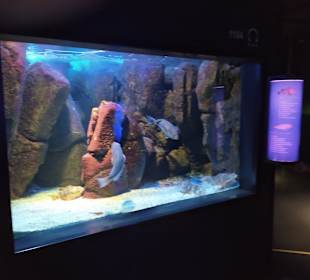 CretAquarium