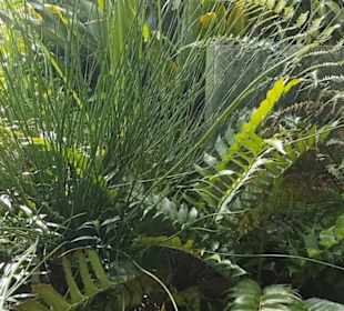 Botanischer Garten
