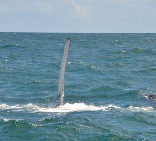Bacardi Insel - Isla Cayo Levantado