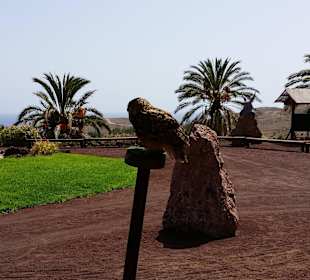 Während der Greifvogelshow