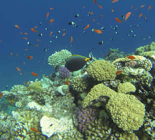 "Gewusel" über Korallenplateau