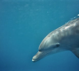 Delfin