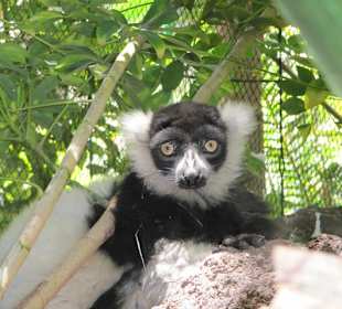 Kattas im Oasis Park