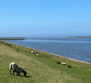 Wandern Fehmarn