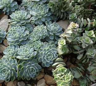 Die Tropengewächshäuser in "Planten un Blomen"
