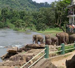 Elefanten auf den Weg zum Fluss