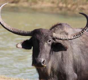 Wasserbüffel