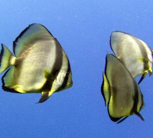 Schnorcheln Soma Bay	