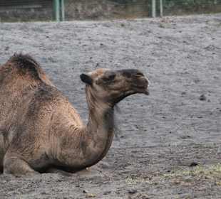 Dromedar