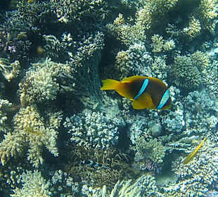 Schnorcheln Makadi Bay