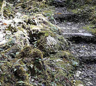 Podocarpus Nationalpark