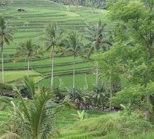 Reisterrassen (West-Bali)