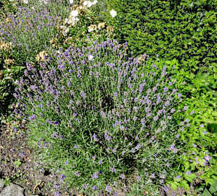 Impressionen aus dem Bibelgarten