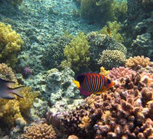 Beim Schnorcheln am Riff