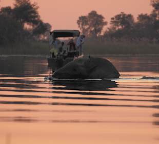 Schwimmender Elefant während einer Bootsfahrt