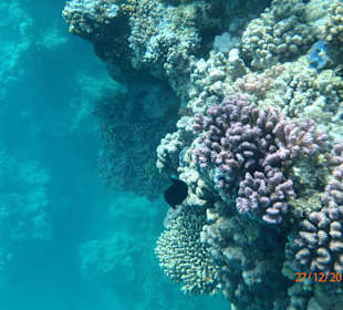 Noch ein Bild vom Riff