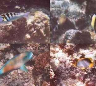 Unterwasseraufnahmen