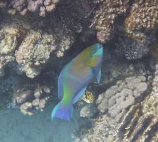 Papageifisch am Hausriff