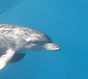 Schwimmen mit Delphinen