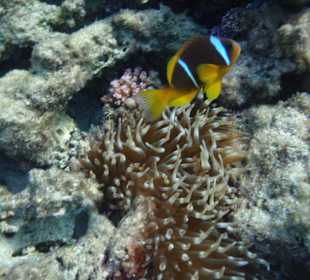 Unterwasser (Hausriff Hotel Arabella Azur Beach Resort)