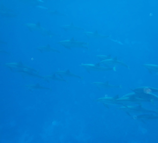 Delfine beim Hausriff