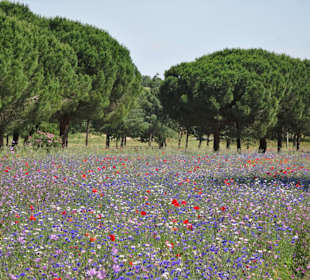 Blumenwiesen am Ufer des Lac de la Raho
