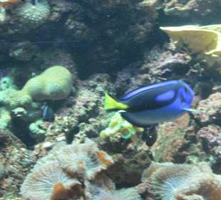 Aquarium