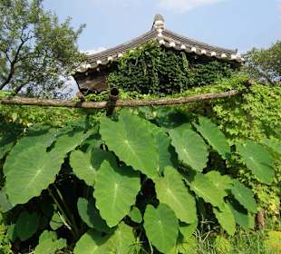 I campi tradizionali