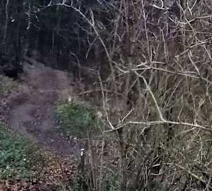 Mönchsweg in Annweiler am Trifels